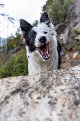 Happy Border Collie with its mouth wide open funny in a rocky outdoor natural landscape