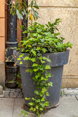 Tall gray flower pot with green ivy and plants