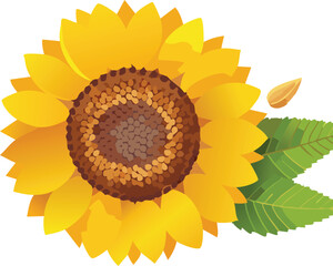 Fototapeta premium Flat Design Sunflower with Visible Seeds and Bold Petals