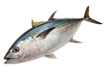 Realistic Fresh Tuna Fish Isolated on transparant Background. design iluustration