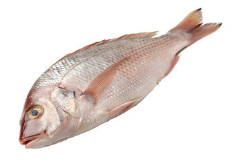 Fresh Snapper Fish Isolated on transparant Background. design iluustration