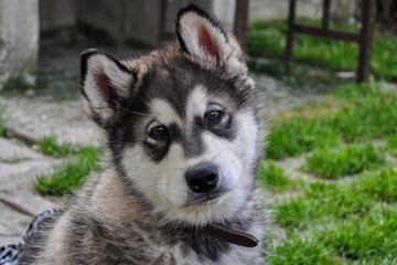 Cute little alaskan malamute puppy, young alaskan malamute