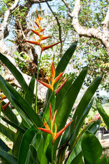 Canna flower, Yellow canna lily with leaves, Natural tropical flower, Heliconia