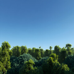 Obraz premium A forest with trees and a blue sky