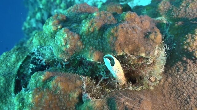A close-up shot of a feather duster worm retracting swiftly, revealing its delicate structure against a backdrop of blue Caribbean water and a vibrant coral reef.