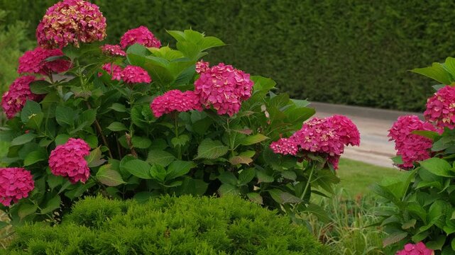 Hydrangea paniculata and conifer. Beautiful Garden path made of natural stones, gravel. Huge landscaping trend. Lawn, shrubbery in the backyard. Scenic of nice landscaped. Walkway. Green home design