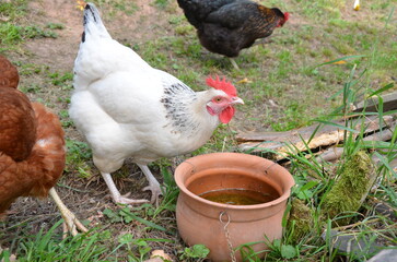 Two Chickens Drinking Water from a Clay Pot in a Backyard Garden