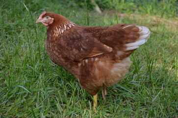 Close-up of a brown chicken on green grass