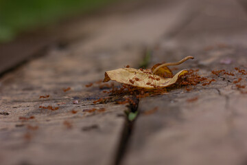 A colony of red ants working together to move a dry leaf on a wooden surface. A macro image of teamwork and hard work in nature