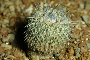 Close up Mammillaria epithelantha micromeris ssp. unguispina on artificial habitat, live at rocky stone ground on desert
