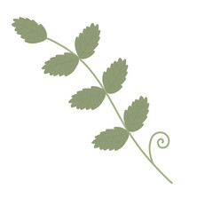 foliage isolated