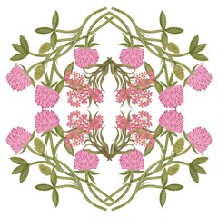Botanical illustration of pink clover flowers on white background