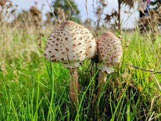 Fungi in grass