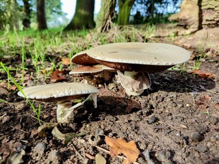 Fungi in woods