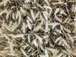 Wheat field