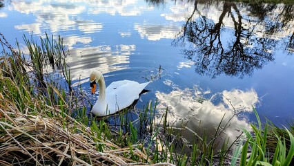 Swan in canal