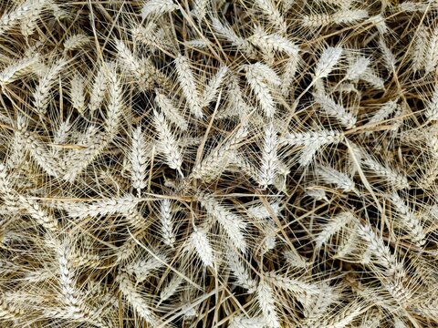 Wheat field