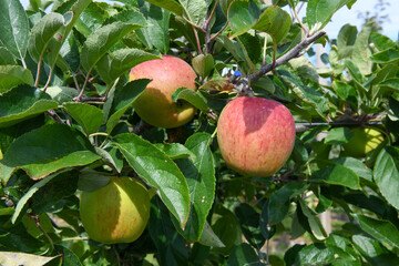 View at apple growing fields in New Zealand