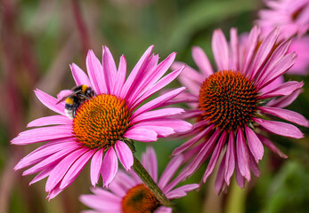 Obraz premium close-up of a harvesting bumblebee (bombus) on a purple coneflower (echinacea) in full bloom
