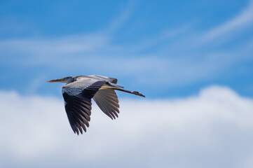 アオサギの飛翔