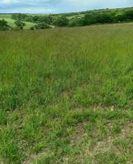 Green Meadow Landscape in Summer