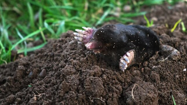 A mole is on the surface of molehill among green grass in the garden. Talpa europaea side view close-up. An animal with black fur. Garden pest concept. Lawn saving problems. High quality 4k footage