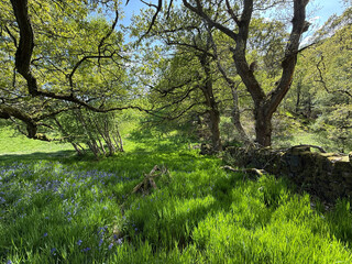 Sunlit meadow with vibrant greenery and scattered bluebells, framed by towering trees. A rustic stone wall adds charm to this serene scene on the Great Northern Railway Trail, Cullingworth, UK.
