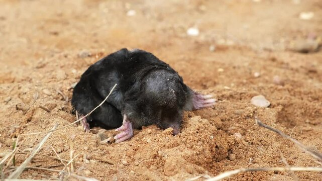 A mole is on the sand land surface in the garden. Killed talpa europaea side view close-up. Animal with black fur. Garden pest concept. Exhibit of zoology museum. High quality 4k footage.