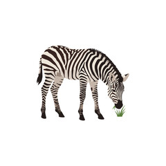 Fototapeta premium Zebra grazing on grass, black and white stripes with a white background, vector art