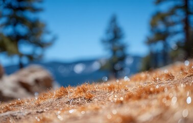 The remnants of charred grass and leaves are visible after a forest fire, highlighting the aftermath of natural disasters and consequences of arson and stubble burning, with a focus on burned soil