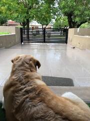 Labrador watching the house entrance on a damp day