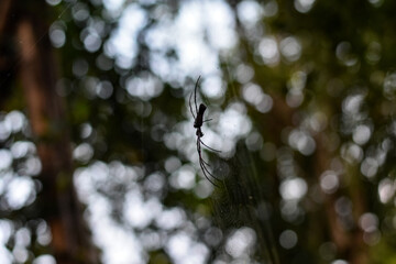 Close-up of a spider on its web, blurry background.