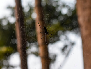 Close-up of a spider on its web, blurry background.
