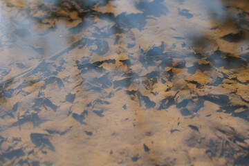 terreno fangoso, sotto la superficie di una piccola pozzanghera piena d'acqua limpida e ferma, in un ambiente naturale di campagna, visto dall'alto, con un leggero riflesso del cielo azzurro