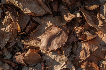 vista macro di un terreno coperto da foglie secche, cadute dagli alberi