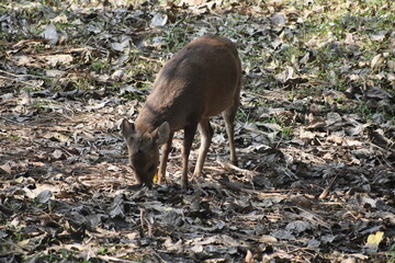 indian muntjac grazes in a grassy field.