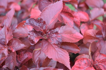 Lush red and maroon foliage with prominent veins, dense growth.