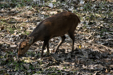 indian muntjac grazes in a grassy field.