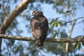 Large eagle with yellow eyes perched on a tree branch.