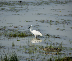 White egret wading in shallow water amidst green plants.