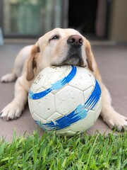 Relaxed labrador with its soccer ball on the patio
