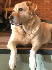 Thoughtful Labrador resting on a wooden step