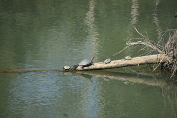 Three turtles bask on a log in still water. 