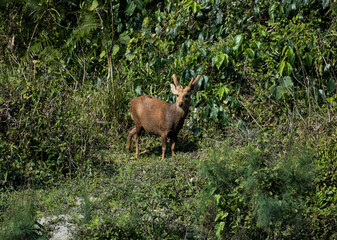indian muntjac deer grazes in a grassy field.