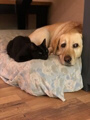 Labrador dog and black cat together on a bed