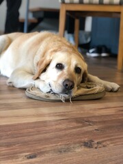 Naughty labrador dog with chewed shoe on floor