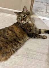 A serene, calm, and cozy Tabby Cat is curled up resting comfortably in its cozy nook at home. Adorable tabby cat resting peacefully in a cozy spot, showcasing its beautiful and charming features