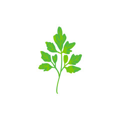 Coriander icon logo flat vector design