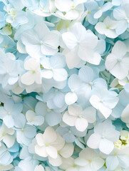 Delicate blue hydrangea blooms create a serene garden atmosphere