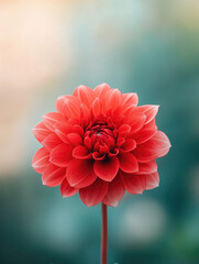 Pink dahlia flower with soft petals